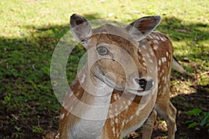 Deer in the Nature reserve Fischbeker Heide, Hamburg â€“ Germany