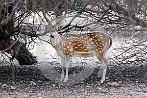 Deer in the nature in Sir Bani Yas island in UAE