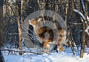 Deer in nature during winter