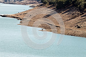 Deer near the convergence of the Tajo and Tietar rivers, Villareal de San Carlos, Spain