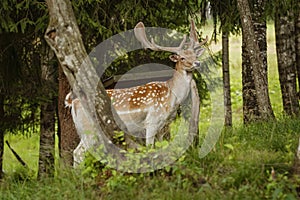 Deer near the forest