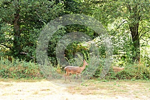 Deer near the village of Flechas,La Culebra mountain, Aliste, Zamora photo