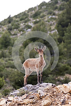 A deer in nerpio
