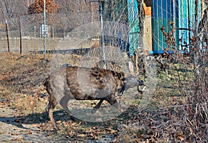 Deer in net 3