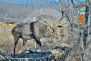 Deer in net 6