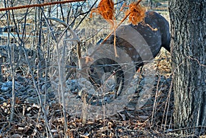 Deer in net 4