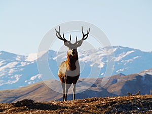 Deer in New Zealand