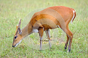 Deer nibble grass.
