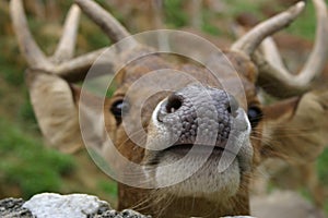 Deer nose