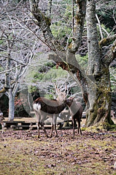 Deer nuzzling in a forest clearing.