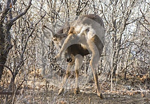 Deer in an odd and funny position playing Twister