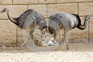 The deer is among the ostriches