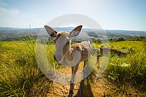 Deer over Nara in Japan