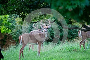 A Deer in an Overgrown Backyard