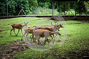 Deer in Pamplemousses Botanical Garden, Port Louis, Mauritius
