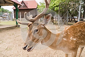 A deer in the park close up