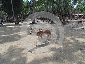 A deer park in Ross Island