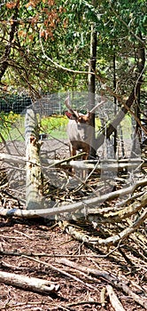 Deer park St Ignace Large Deer