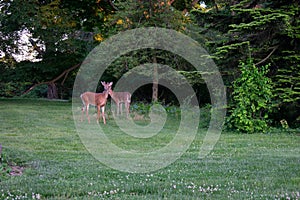 A Deer in a Patch of Grass in a Suburban Backyard