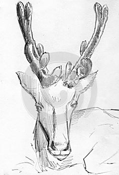 Deer pencil sketch