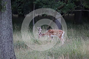 Deer in Phoenix Park in Dublin