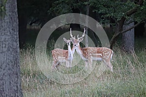 Deer in Phoenix Park in Dublin