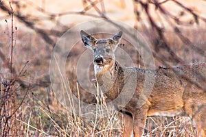 Deer Photo Early Morning in Ajax Ontario 2