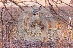 Deer Photo Early Morning in Ajax Ontario 4