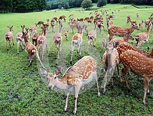 Deer photographed in northern China