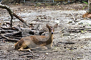 Deer pictures on a white background have different verbs