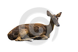 Deer pictures on a white background have different verbs