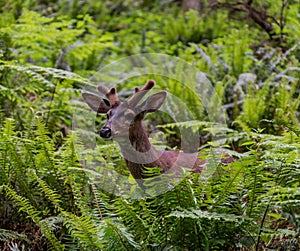 A deer poking his head out with his antlers showing.