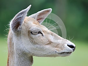 Deer Portrait