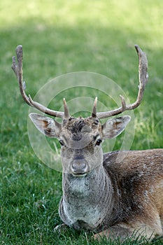 Deer portrait