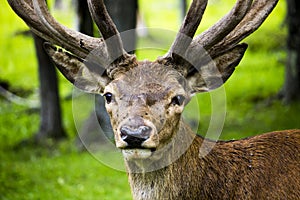 Deer Portrait