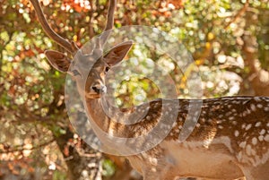 Deer portrait against a blurry background. Close up view.