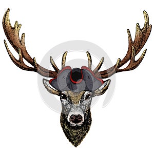Deer portrait. Head of wild animal. Cocked hat.