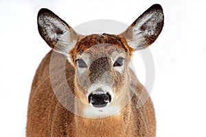 Deer portrait isolated photo