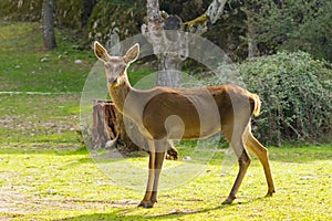 Deer portrait at meadow in Parnitha mountain in Greece.