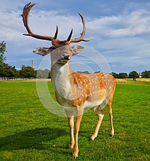 A deer poses for a photo in Dublin's Phoenix Park on a summer's day photo