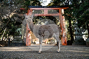 Deer posing infront of Tori gates