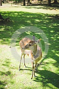 Deer Posing in Nara