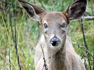 Deer in Quebec. Canada, north America.