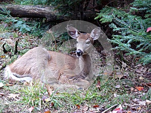Deer in Quebec. Canada, north America.