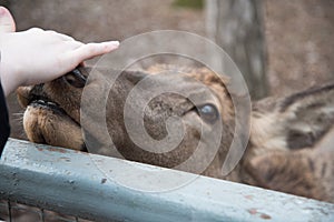 A deer reaches out to a visitor at the zoo. The animal wants affection and communication.