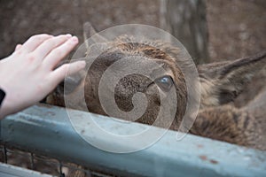 A deer reaches out to a visitor at the zoo. The animal wants affection and communication