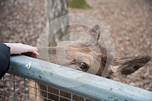 A deer reaches out to a visitor at the zoo. The animal wants affection and communication.