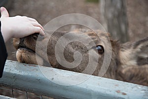 A deer reaches out to a visitor at the zoo. The animal wants affection and communication