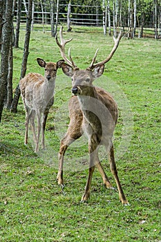 Deer.
