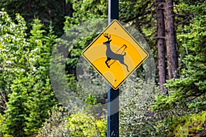 Deer regularly crossing the road sign